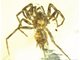缅甸琥珀中封存应氏奇美拉蛛发现：1亿年前的蜘蛛长着长长的尾巴