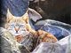 四川达古冰川首次发现荒漠猫